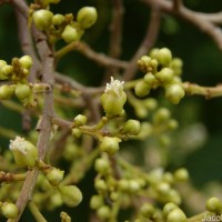 Sapindus emarginatus Vahl